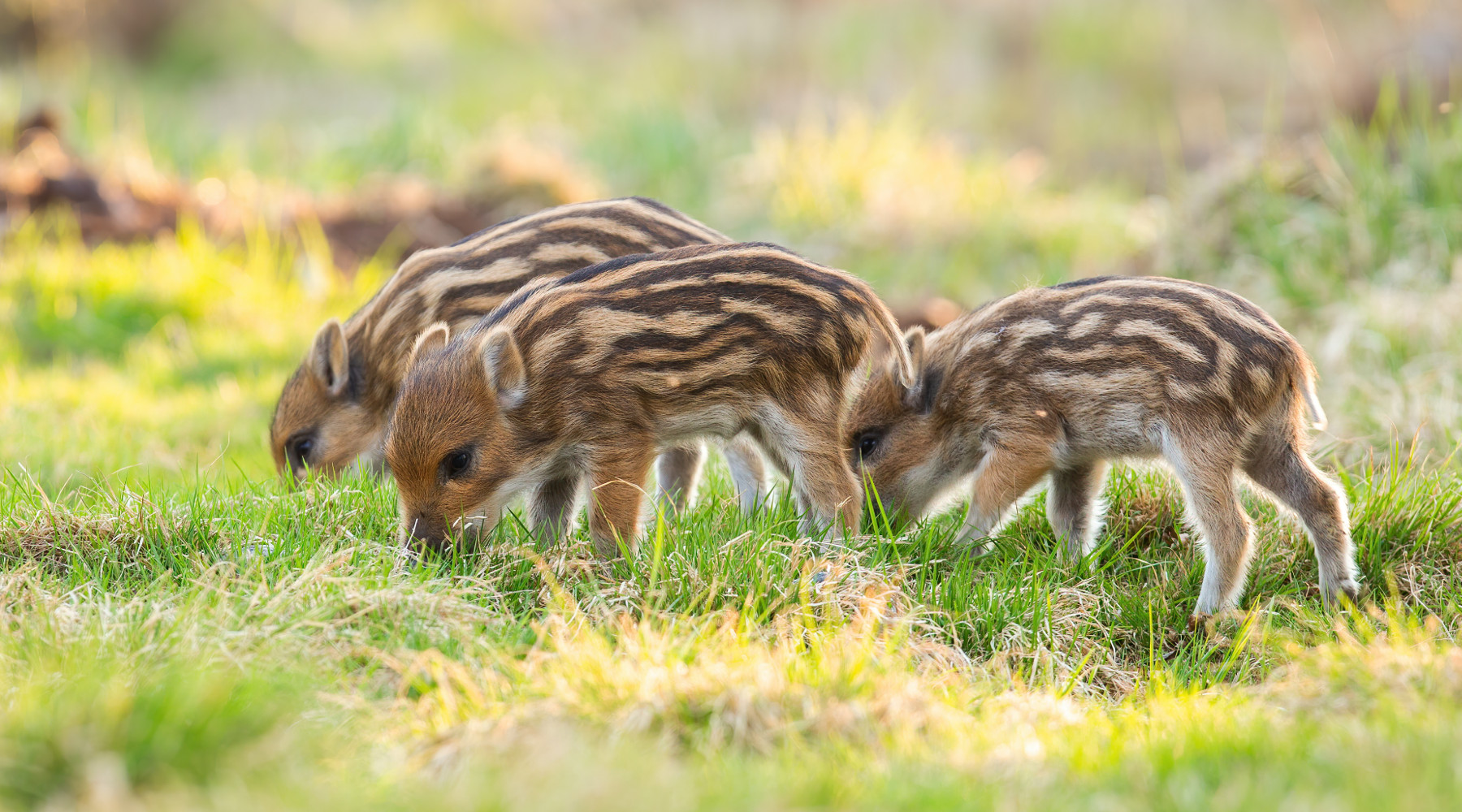 Controllo della fertilità dei cinghiali, al via la sperimentazione Controllo della fertilità dei cinghiali: piccoli di cinghiale mangiano
