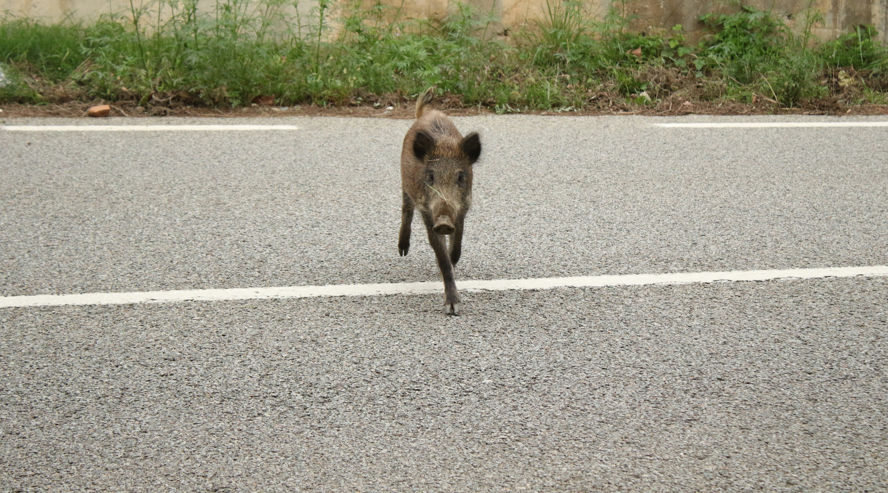 Incidenti con fauna selvatica, Senato chiede misure di prevenzione Incidenti con fauna selvatica: cinghiale attraversa strada