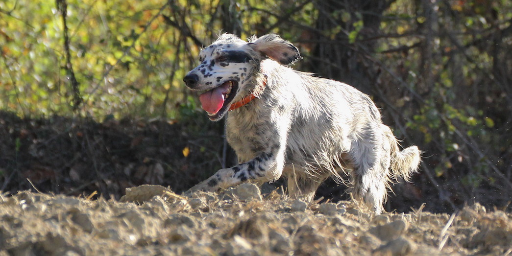 L’addestramento del cane da ferma L’addestramento del cane da ferma