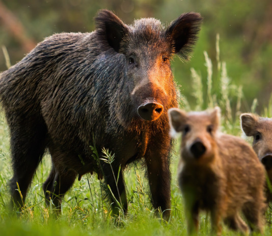 La Fidc sul vaccino contraccettivo per i cinghiali Vaccino contraccettivo per i cinghiali: cinghiale femmina con piccoli