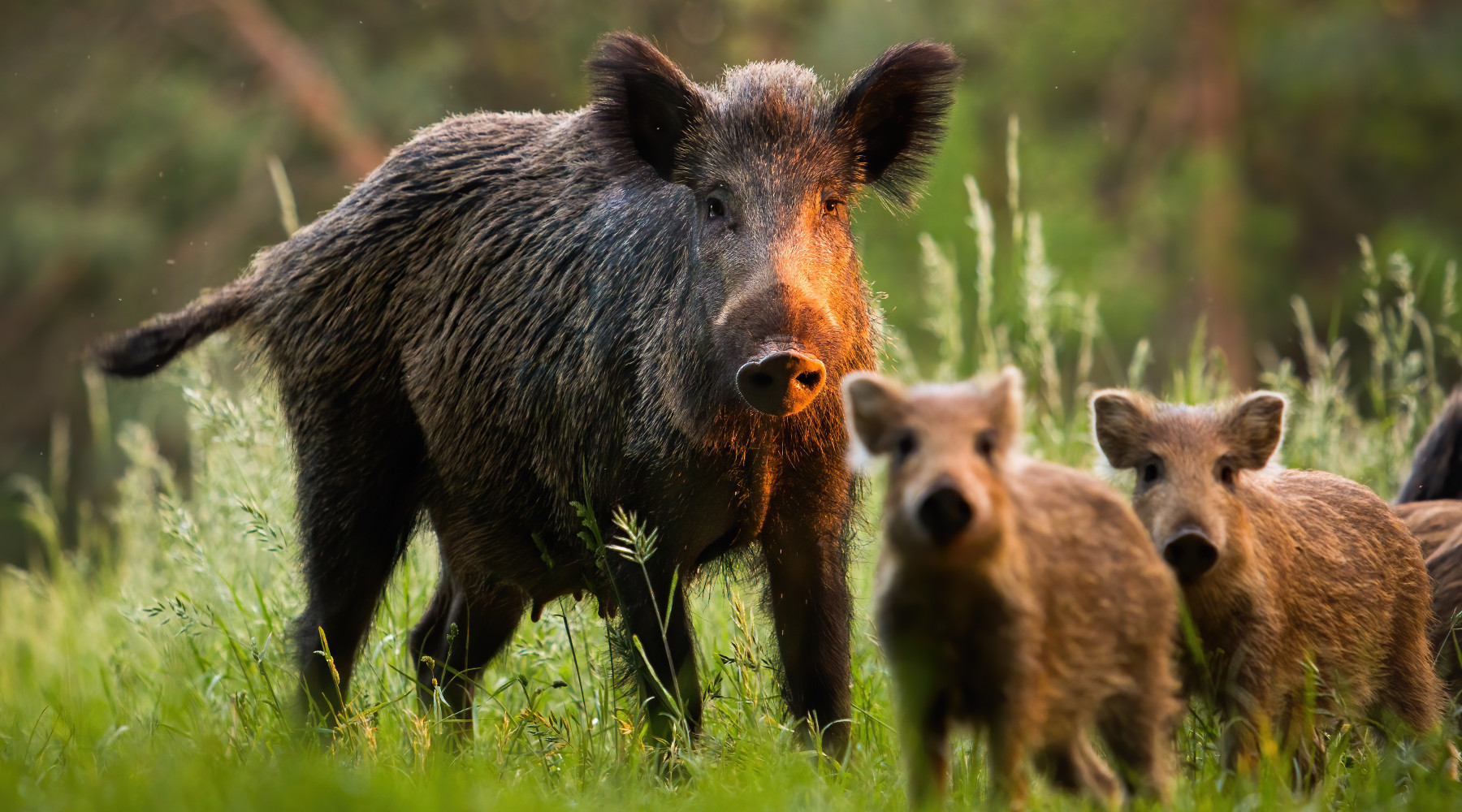 Vaccino contraccettivo per i cinghiali l’analisi della Federcaccia Vaccino contraccettivo per i cinghiali: cinghiale femmina con piccoli