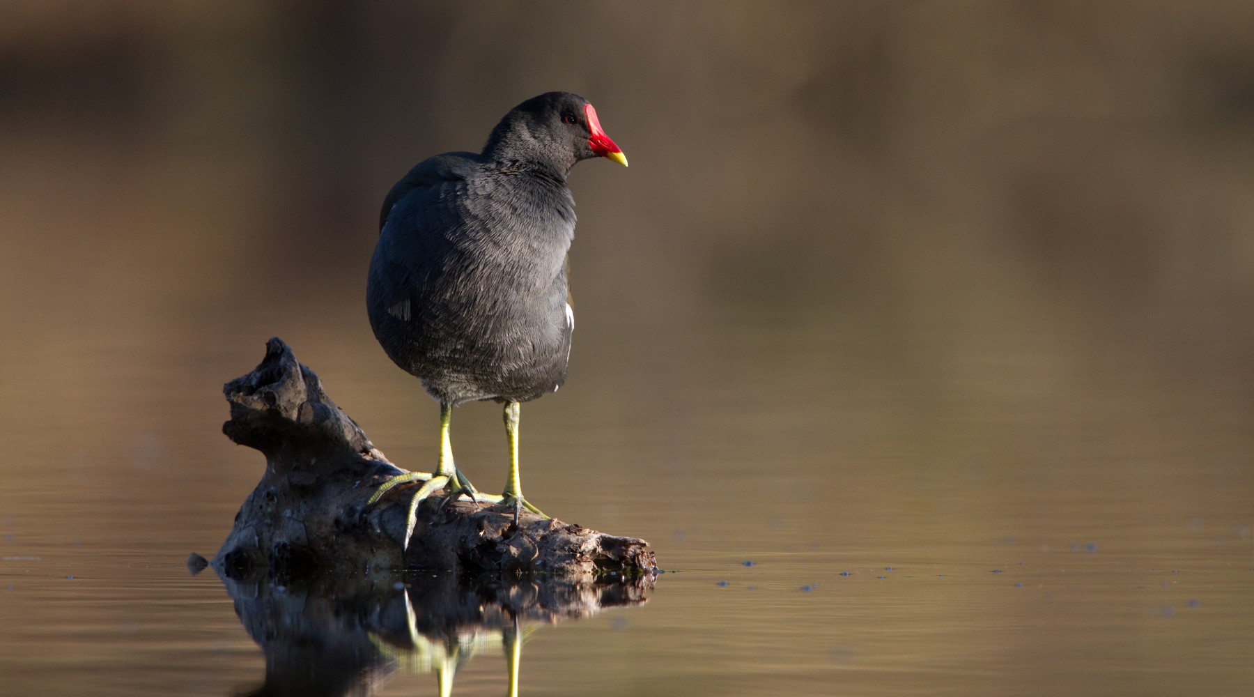 Caccia agli acquatici in Veneto la sentenza del Tar Caccia agli acquatici in Veneto: gallinella d'acqua in ambiente naturale