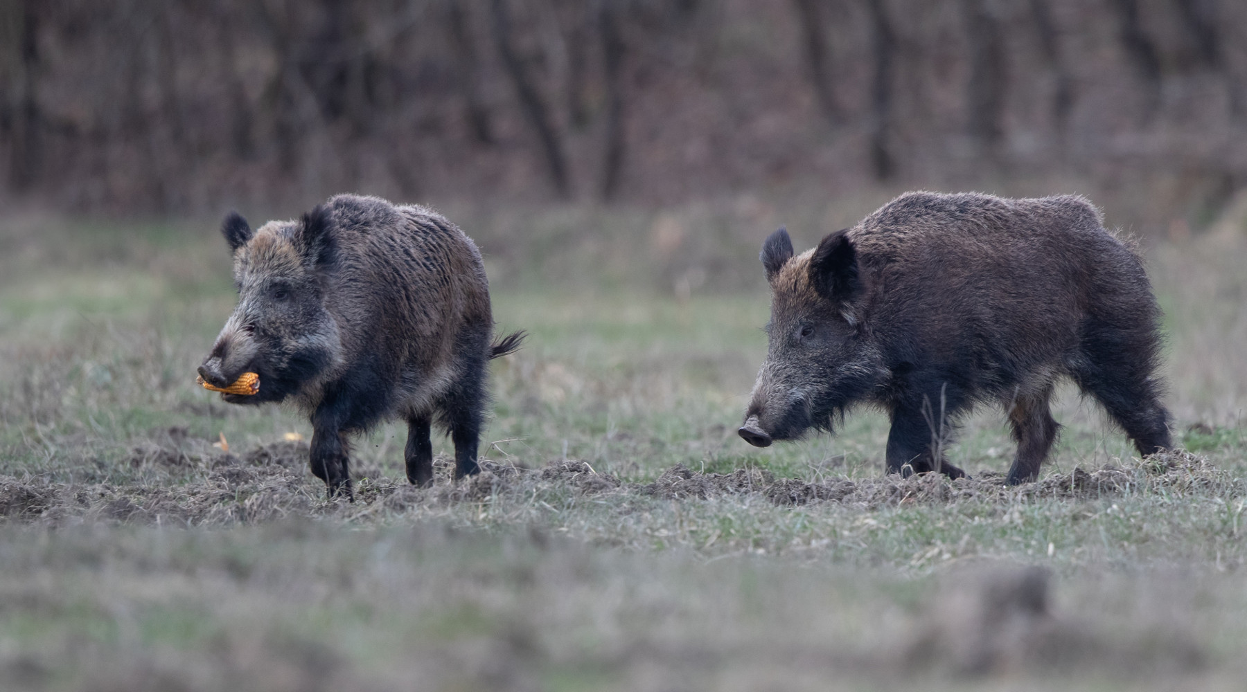 Caccia al cinghiale in Umbria, chiesta proroga Caccia al cinghiale in Umbria: due cinghiali nel bosco