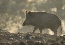 Caccia di selezione in Abruzzo, ecco il calendario Caccia di selezione in Abruzzo: cinghiale durante una mattina di nebbia