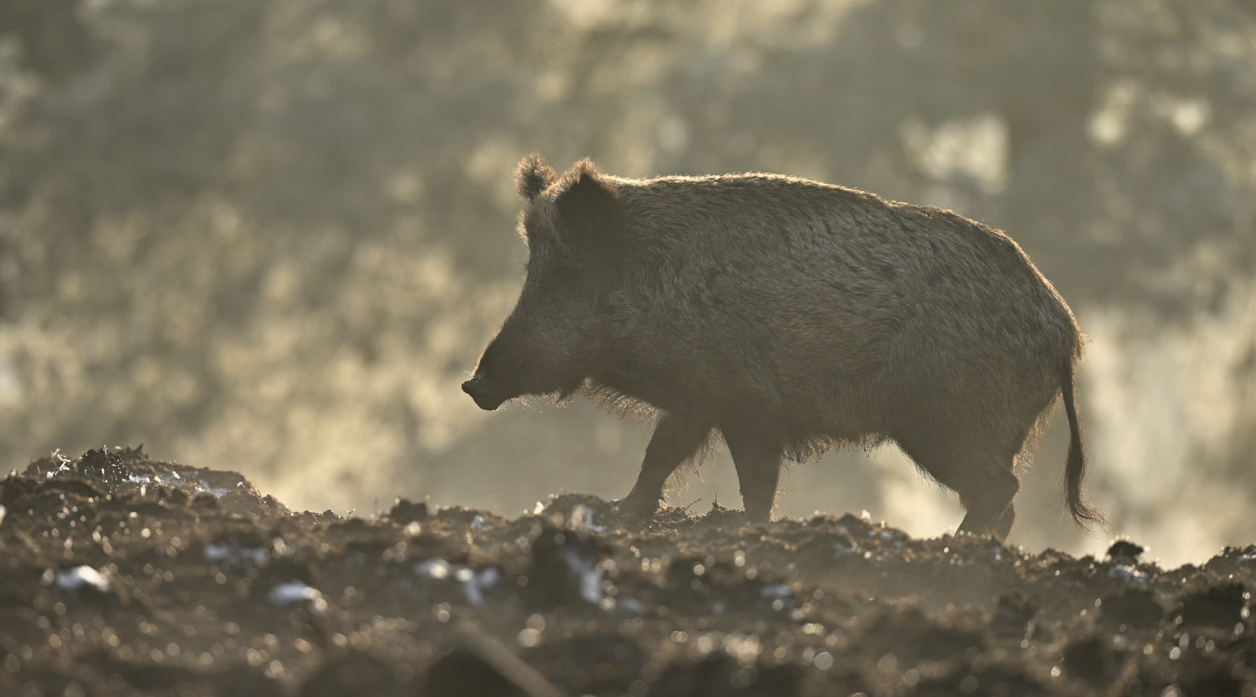 Caccia di selezione in Abruzzo, ecco il calendario Caccia di selezione in Abruzzo: cinghiale durante una mattina di nebbia