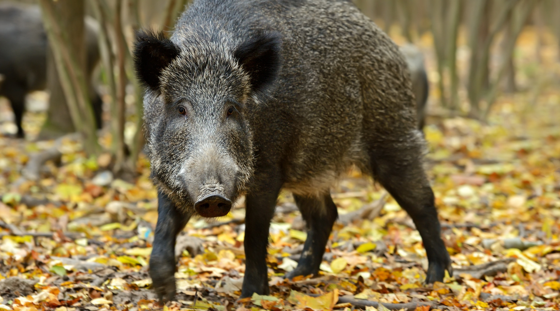 Caso di peste suina africana in Piemonte Caso di peste suina africana: cinghiale nel bosco