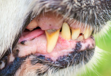Morso di un cane: che fare? Morso di un cane: denti di cane in primo piano