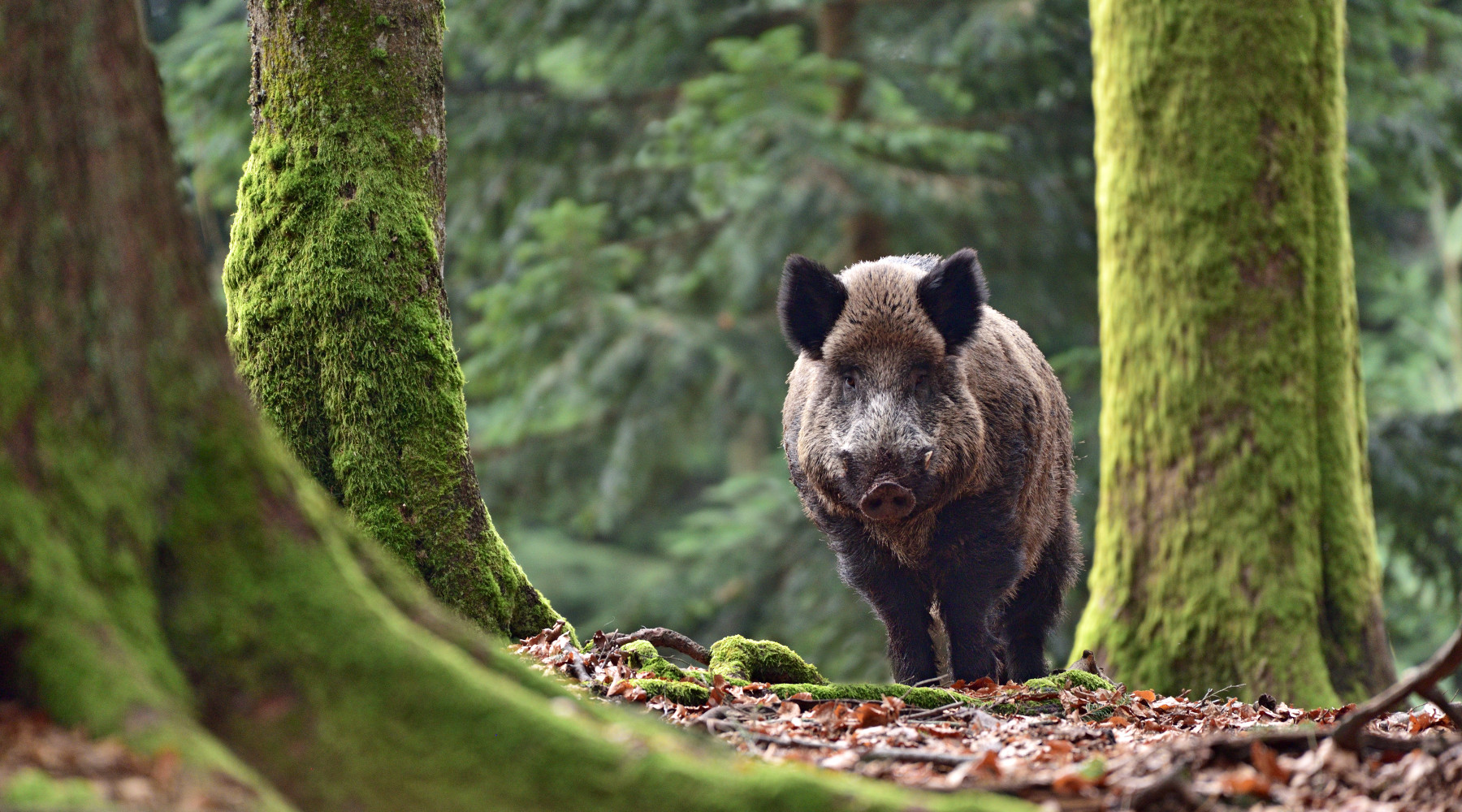 Nessuna sospensione alla caccia al cinghiale in Lombardia Nessuna sospensione alla caccia al cinghiale in Lombardia: cinghiale nella foresta