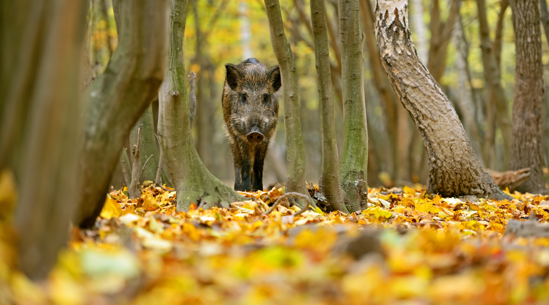 Peste suina africana, Liguria pronta a chiarimenti Peste suina africana: cinghiale nella foresta autunnale