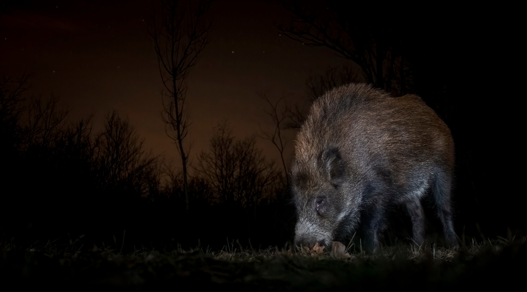 Peste suina africana, ecco tutte le misure Peste suina africana: cinghiale di notte