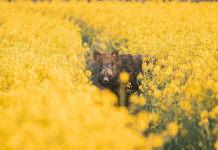 Peste suina africana, interrogazione della Lega Peste suina africana: cinghiale in un campo di colza