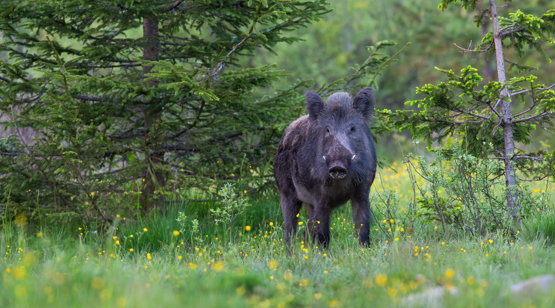 Peste suina africana, la richiesta del governo ai cacciatori Peste suina africana: cinghiale nel bosco