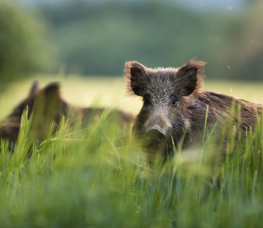 Peste suina africana, niente caccia al cinghiale a Pavia Peste suina africana: due cinghiali nell'erba