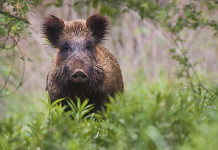 Peste suina africana, restrizioni alla caccia a Parma e Piacenza Peste suina africana: cinghiale nel bosco
