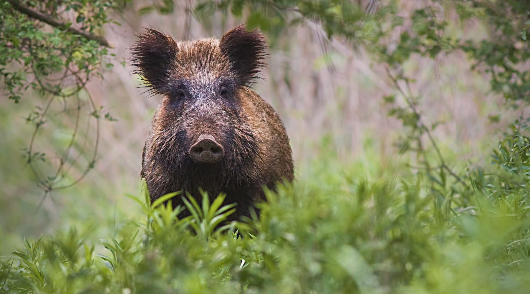 Peste suina africana, restrizioni alla caccia a Parma e Piacenza Peste suina africana: cinghiale nel bosco