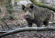 Caccia di selezione al cinghiale in Lombardia: la situazione Caccia di selezione al cinghiale: cinghiale nel bosco