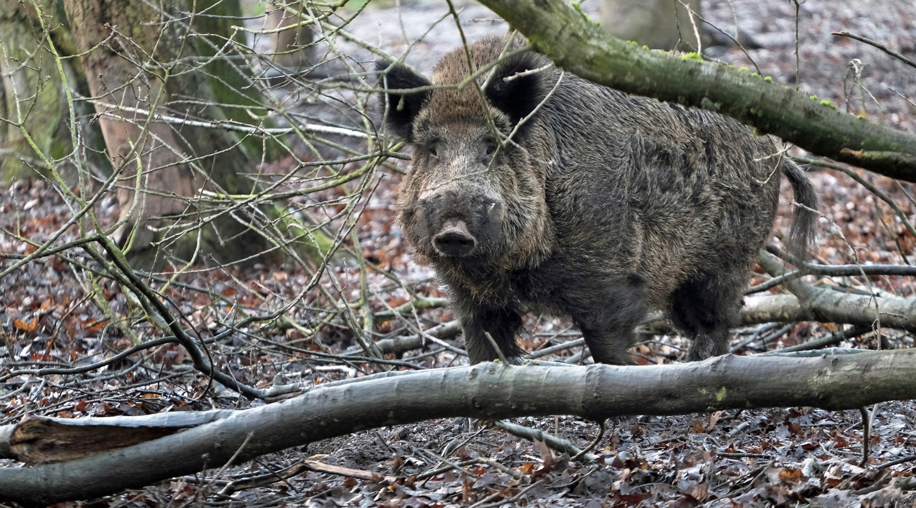 Caccia di selezione al cinghiale in Lombardia la situazione Caccia di selezione al cinghiale: cinghiale nel bosco