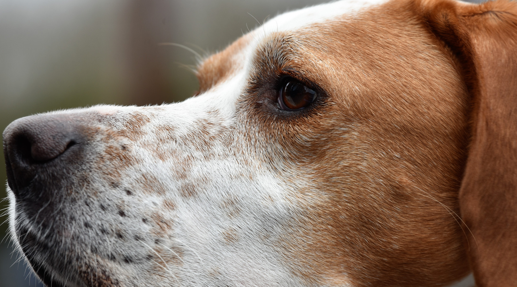 Caccia in Lombardia le proposte della commissione Caccia in Lombardia: testa di cane da caccia in primo piano