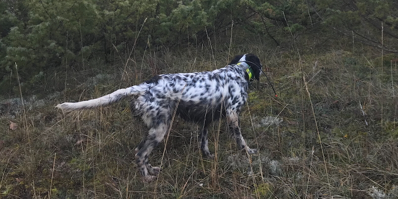 Cinofilia venatoria la beccaccia e il cane Cinofilia venatoria la beccaccia e il cane
