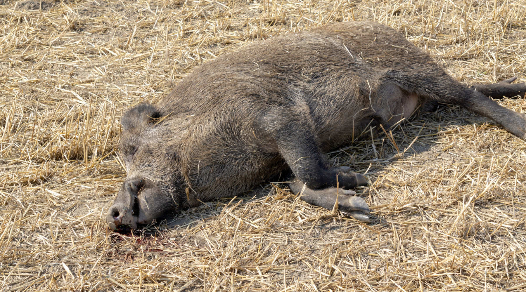 Monitoraggio della peste suina africana, Toscana attiva numero dedicato Monitoraggio della peste suina africana: carcassa di cinghiale