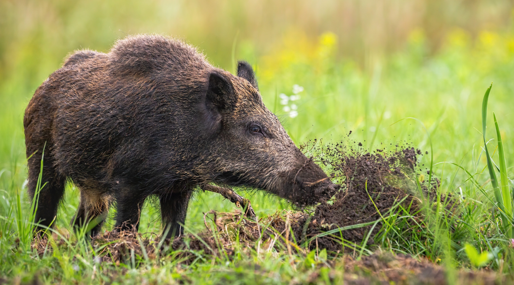 Peste suina africana altri due casi Peste suina africana: cinghiale rooting
