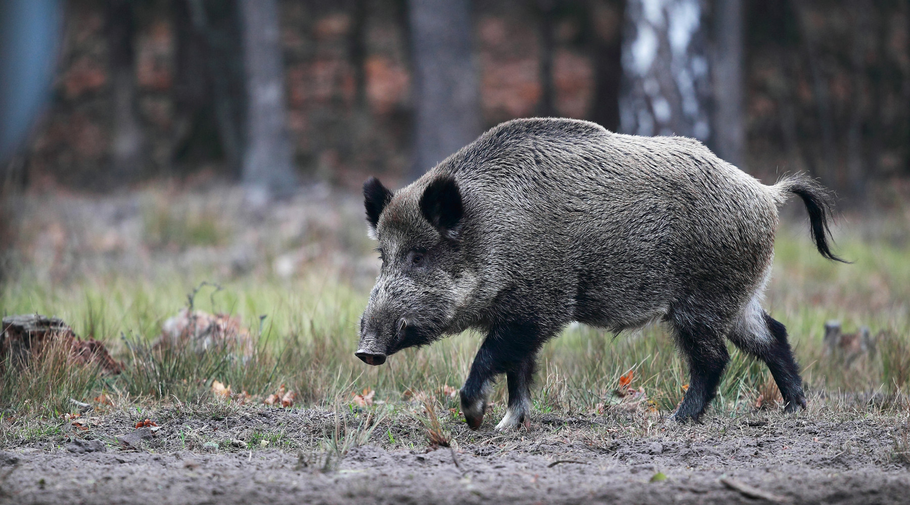 Peste suina africana il webinar di Atit e Sief Peste suina africana: cinghiale nella foresta