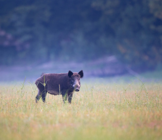Peste suina africana, nuove indicazioni in Lombardia Peste suina africana: cinghiale in ambiente naturale