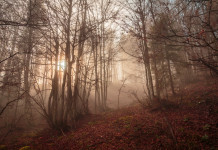Strategia forestale e gestione della fauna: il ruolo della caccia Strategia forestale e gestione della fauna: foresta italiana nelle alpi giulie