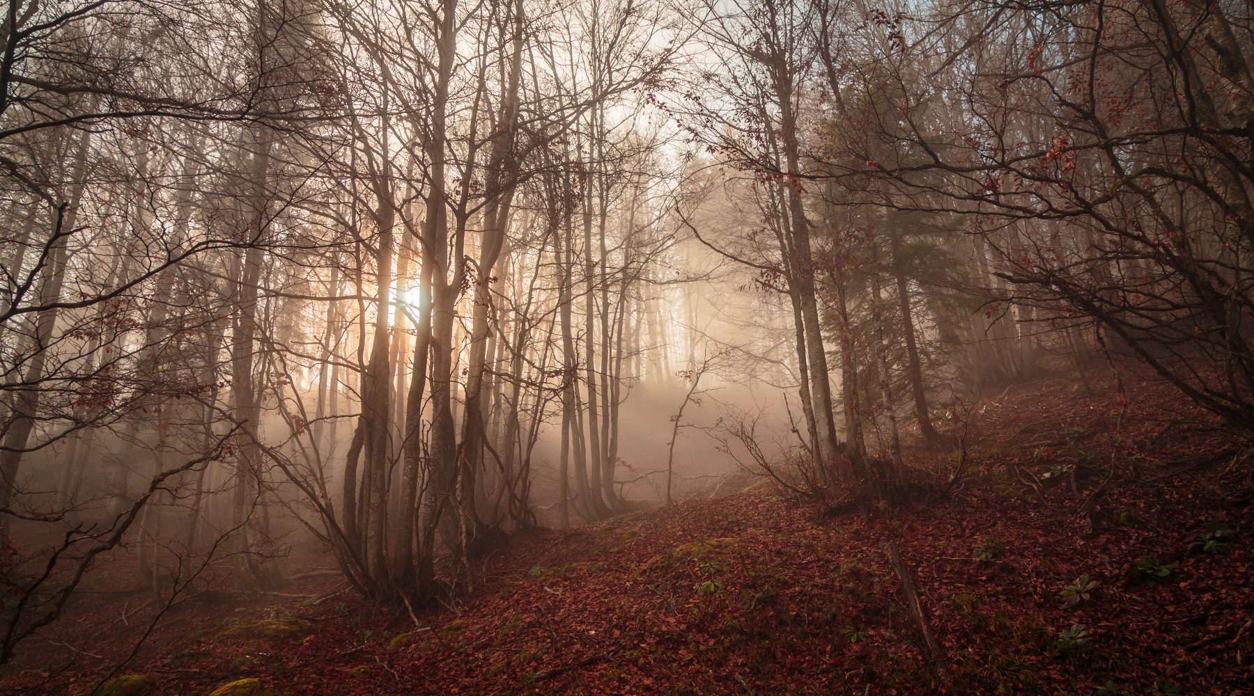 Strategia forestale e gestione della fauna il ruolo della caccia Strategia forestale e gestione della fauna: foresta italiana nelle alpi giulie