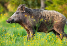 Cacciatori e controllo faunistico, la posizione del governo Cacciatori e controllo faunistico: cinghiale in prato primaverile