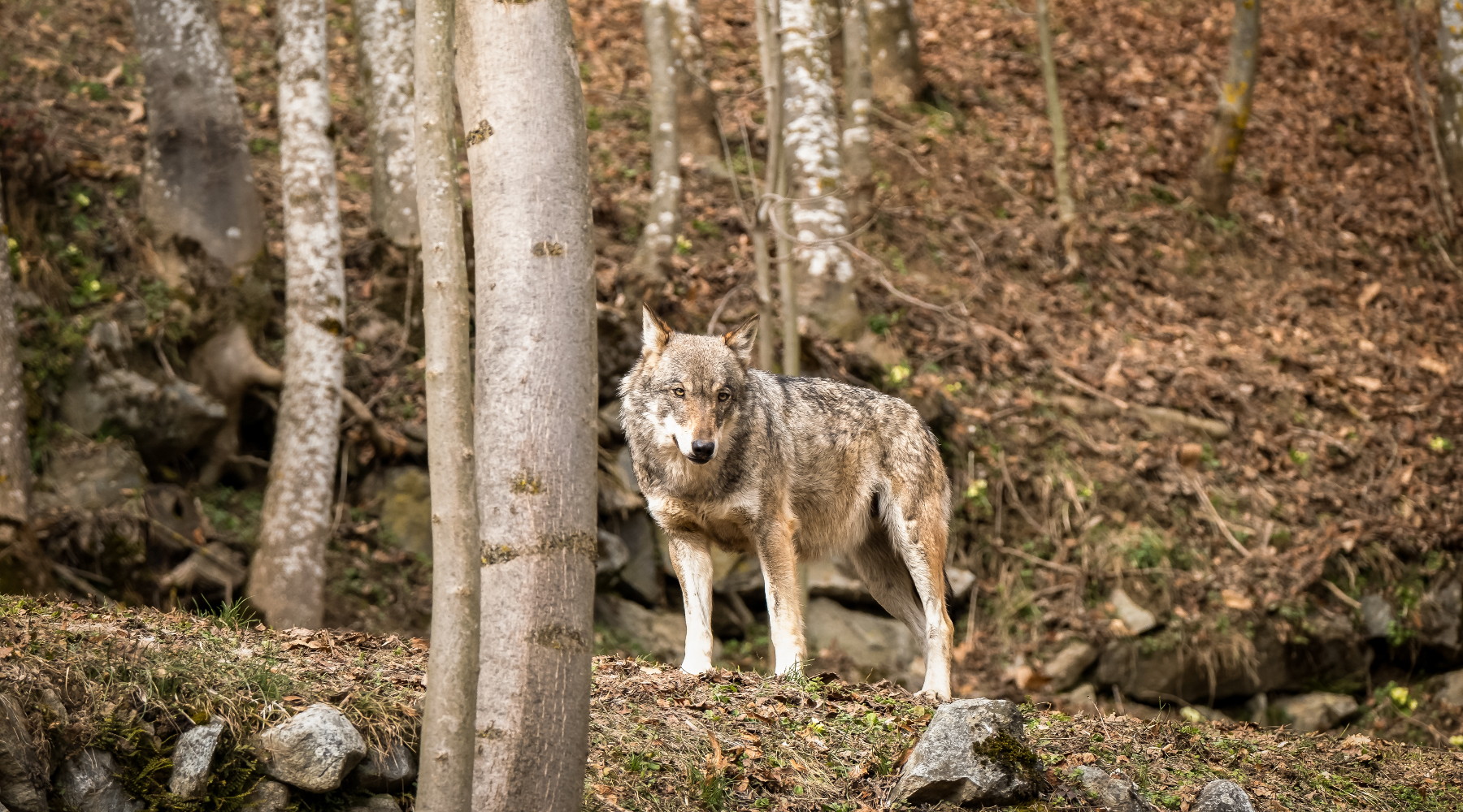 Coesistenza con i grandi carnivori in Europa la posizione di Face Coesistenza con i grandi carnivori in Europa: lupo in Piemonte