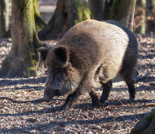 Peste suina africana in Italia: a quanti casi siamo? Peste suina africana in Italia: cinghiale nella foresta