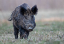 Peste suina africana in Italia: casi sopra 70 Peste suina africana in Italia: cinghiale nel bosco