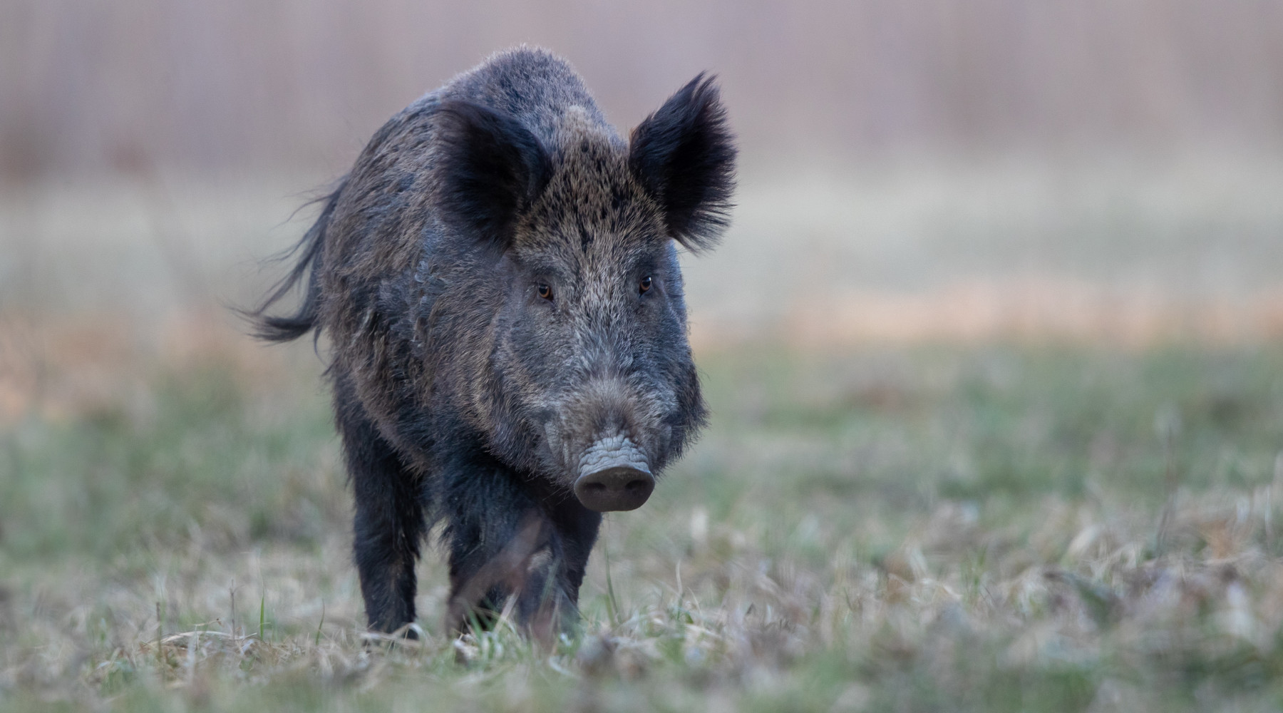 Peste suina africana in Italia casi sopra 70 Peste suina africana in Italia: cinghiale nel bosco