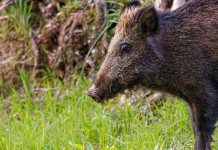 Peste suina africana in Liguria: al via la seconda fase Peste suina africana in Liguria: cinghiale