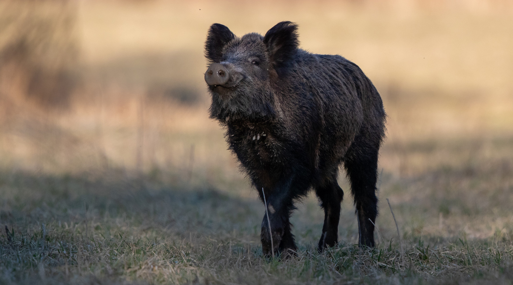 Peste suina africana, le richieste della Liguria alla maggioranza Peste suina africana: cinghiale in primo piano