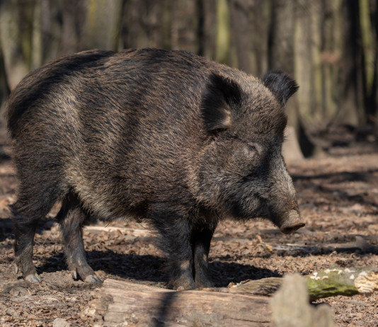 Peste suina africana, scontro in commissione sul ddl Peste suina africana: cinghiale nella foresta