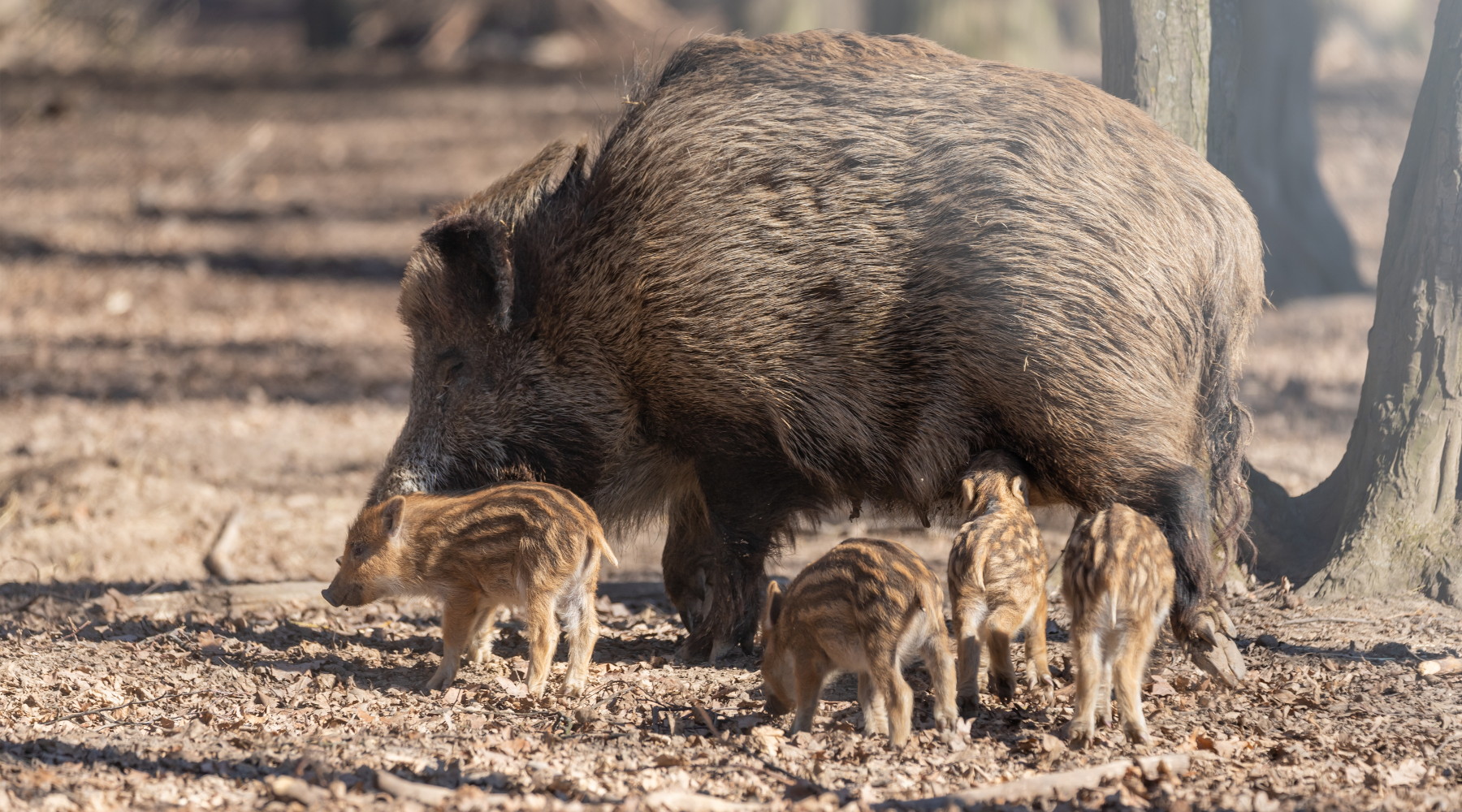Riduzione del numero di cinghiali in Piemonte le misure Riduzione del numero di cinghiali in Piemonte: scrofa con piccoli