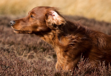 Setter irlandese: profilo di razza setter irlandese