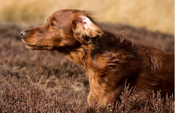 setter irlandese setter irlandese