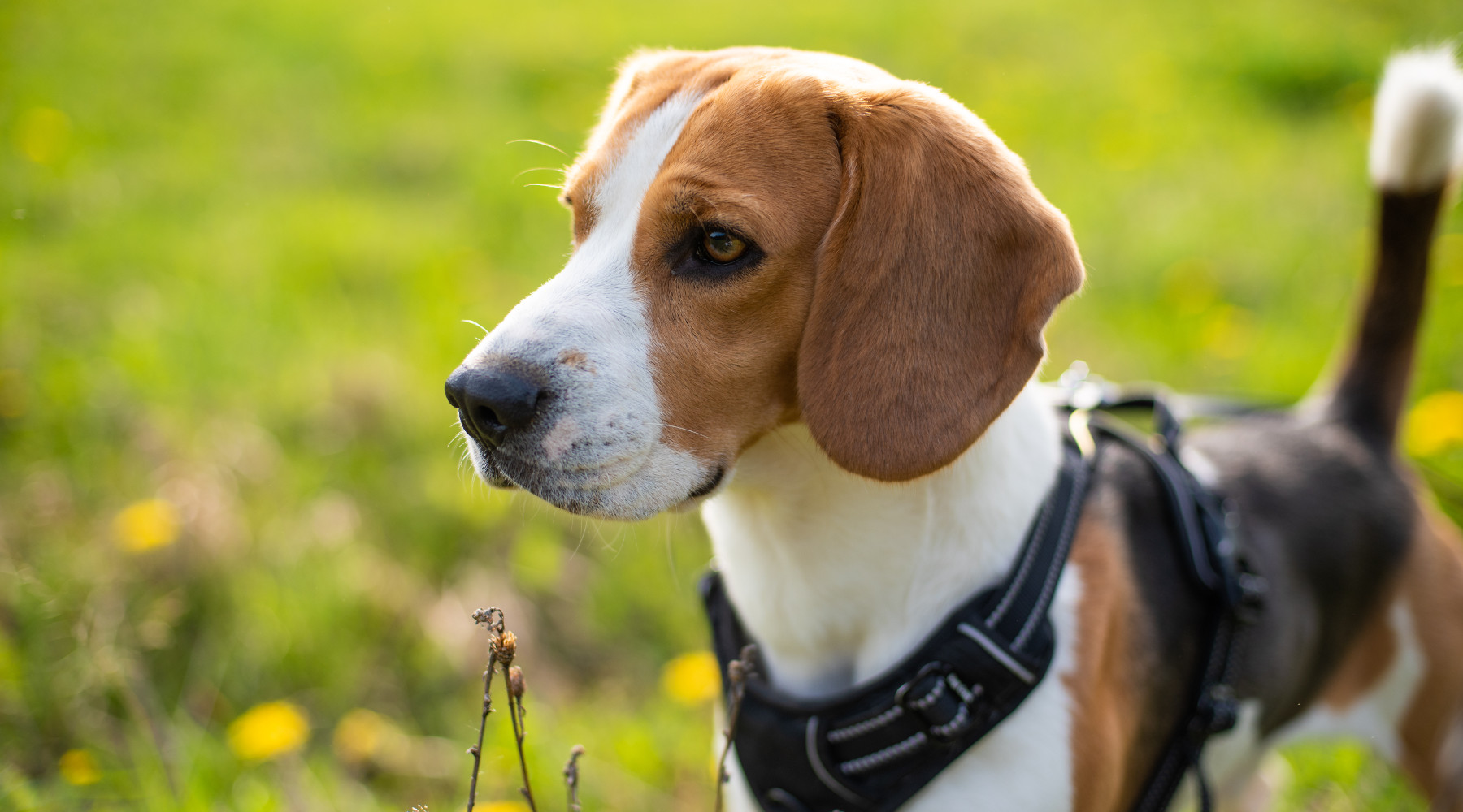 Segugi da lepre torna la Coppa dei campioni Segugi da lepre: beagle