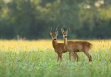 Tesi sulla gestione della fauna: due premi in denaro da Urca Marche Tesi sulla gestione della fauna: due caprioli in ambiente primaverile