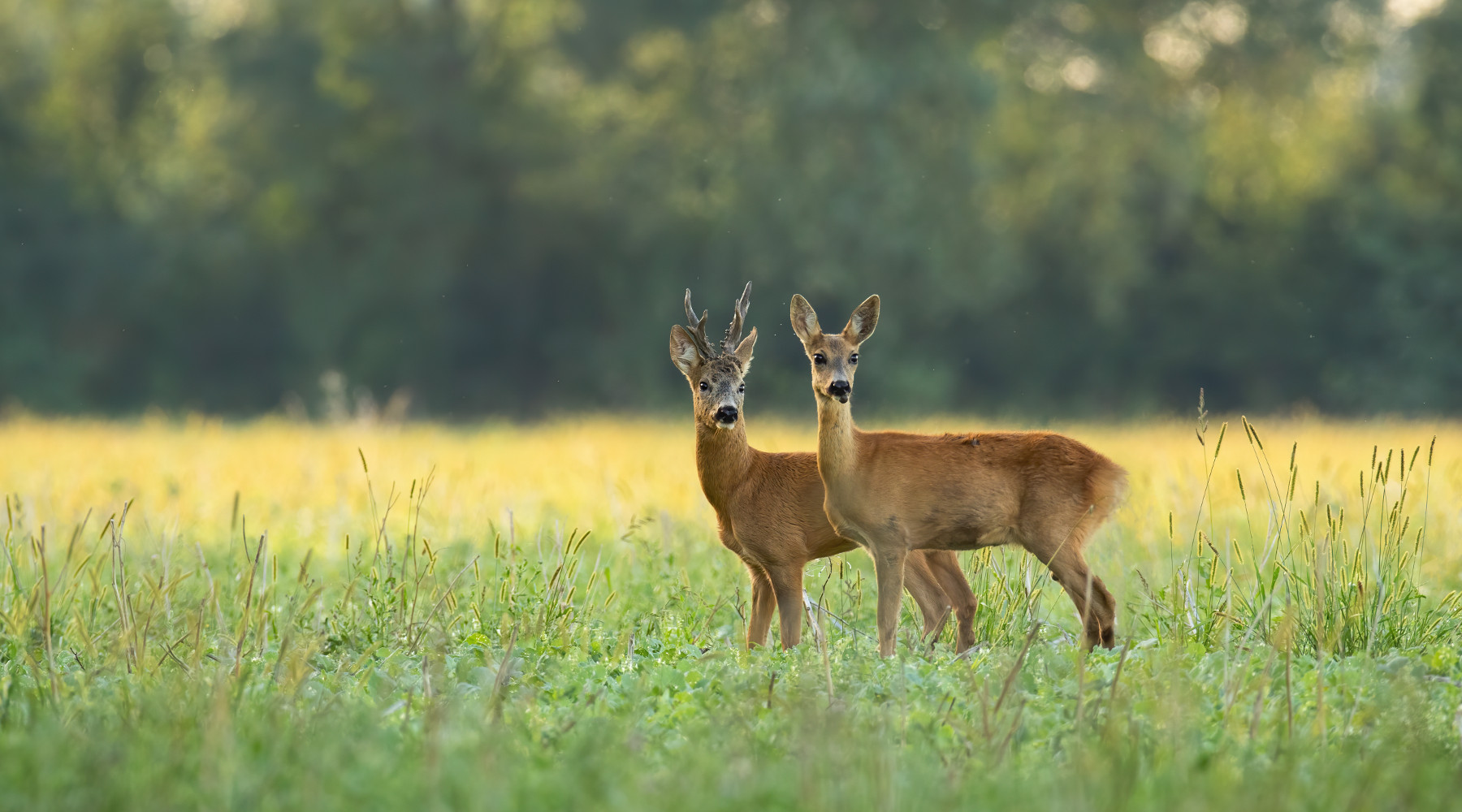 Tesi sulla gestione della fauna due premi in denaro da Urca Marche Tesi sulla gestione della fauna: due caprioli in ambiente primaverile