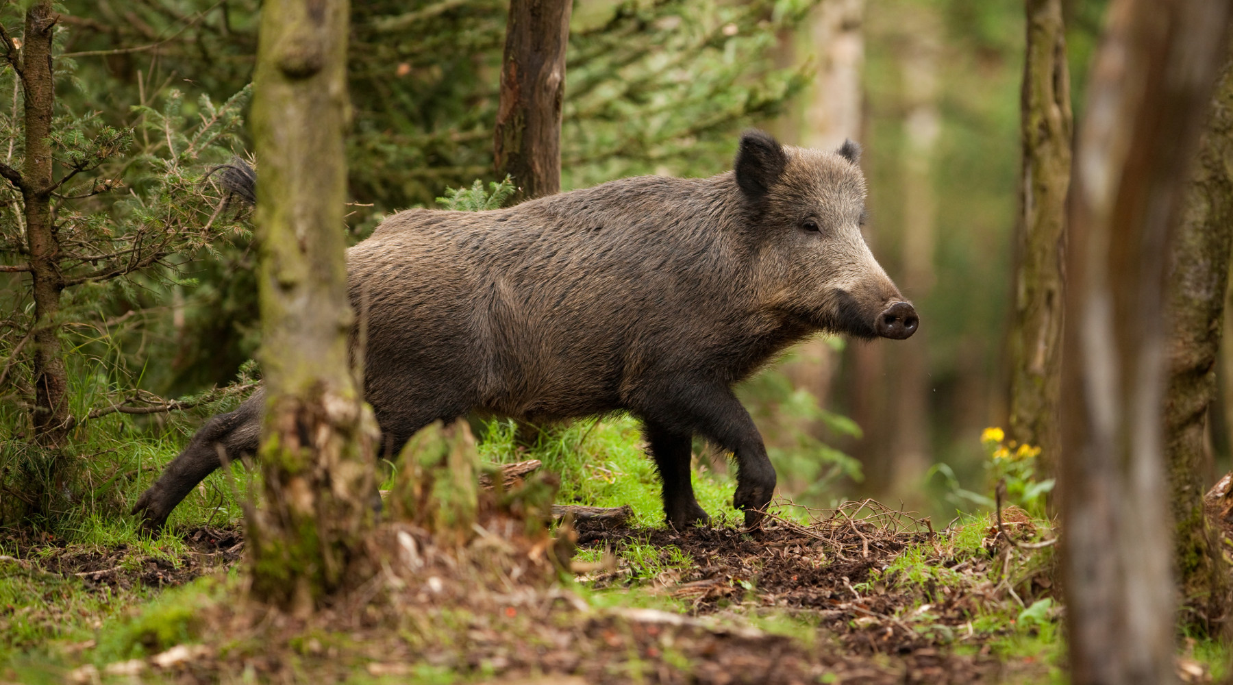 Al via la caccia di selezione al cinghiale in Emilia Romagna Al via la caccia di selezione al cinghiale in Emilia Romagna: cinghiale nella foresta