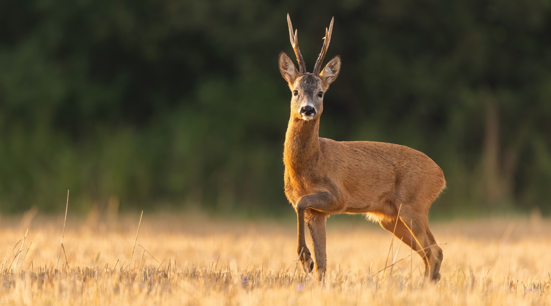 Caccia di selezione in Umbria, definito il calendario Caccia di selezione in Umbria: capriolo