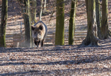Casi di peste suina africana in Italia: superata quota 80 Casi di peste suina africana in Italia: cinghiale nella foresta