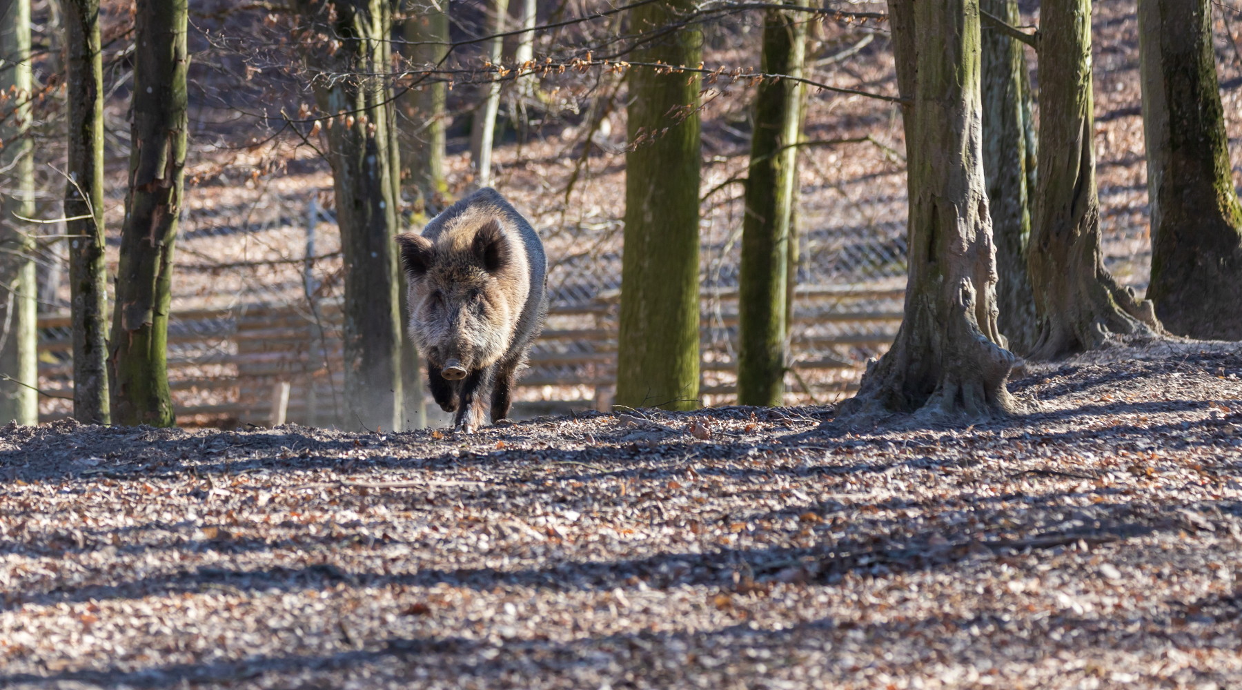 Casi di peste suina africana in Italia superata quota 80 Casi di peste suina africana in Italia: cinghiale nella foresta