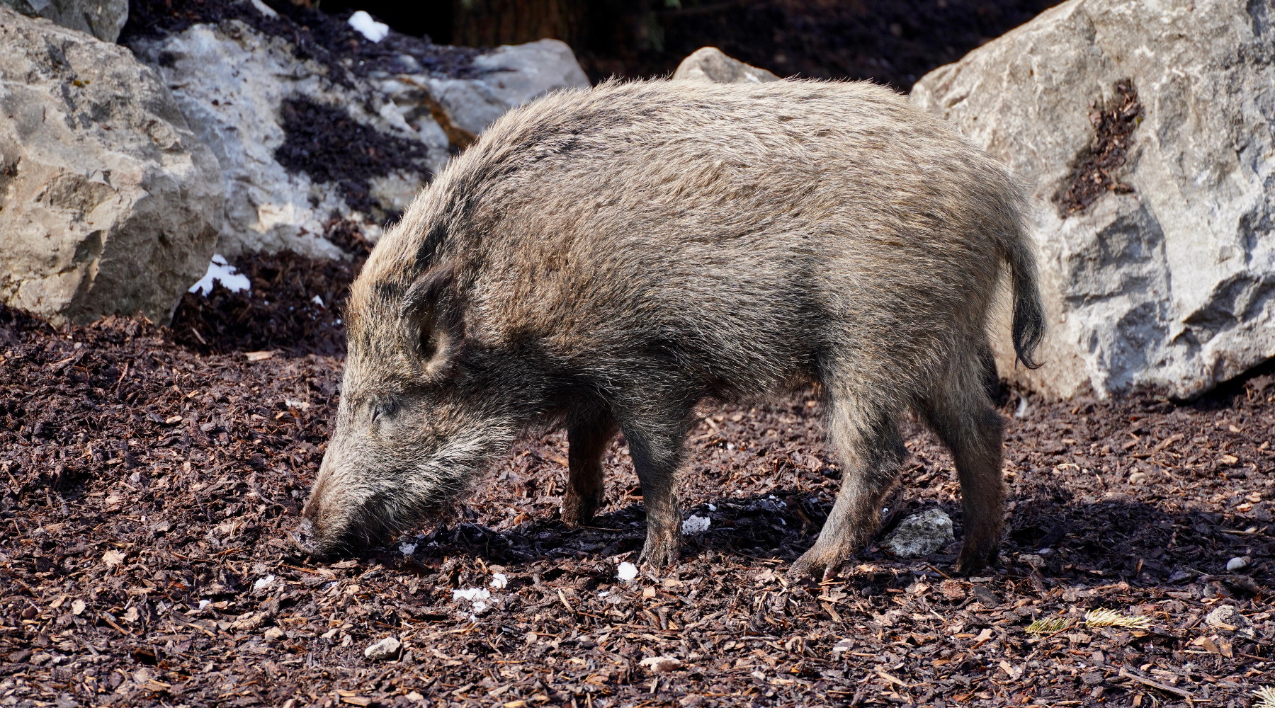 Cento casi di peste suina africana in Italia Cento casi di peste suina africana in Italia: cinghiale