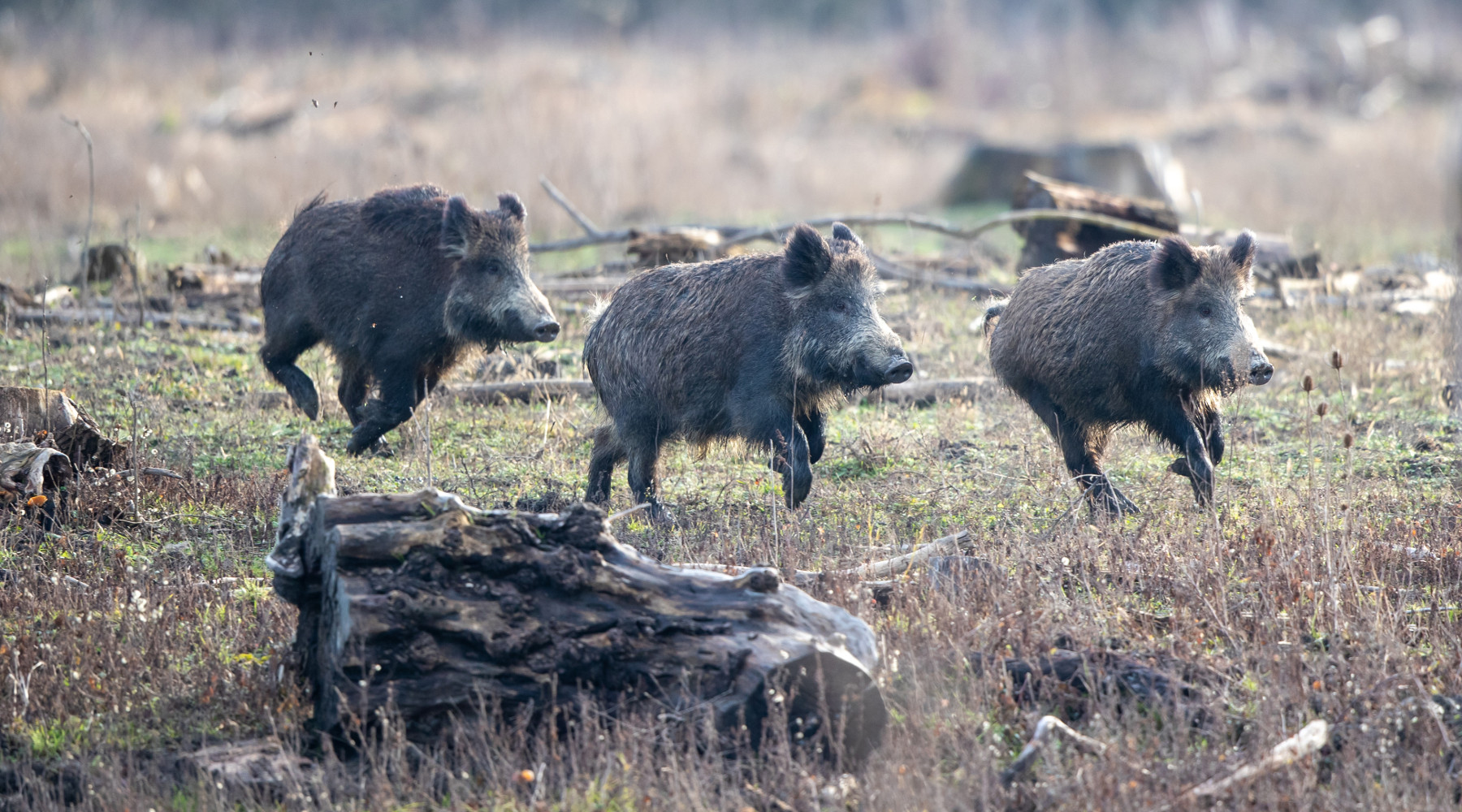 Gestione della fauna selvatica, le richieste delle Regioni Gestione della fauna selvatica: tre cinghiali giovani nel bosco