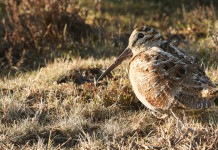 Il programma di Paganini a Eos ’22 Il programma di Paganini a Eos ’22: beccaccia in ambiente naturale
